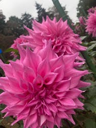 いばらきフラワーパークに投稿された画像(2025/10/26)