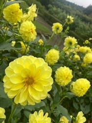 いばらきフラワーパークに投稿された画像(2025/10/26)