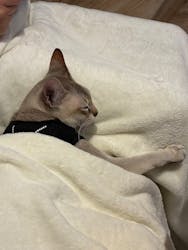 猫カフェモカ イオンレイクタウン店に投稿された画像(2025/10/28)