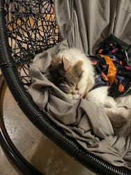 猫カフェモカ 新宿店に投稿された画像(2025/10/29)