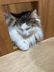 Cat Café MOFF つかしん店に投稿された画像(2025/10/29)