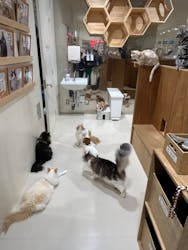 Cat Café MOFF つかしん店に投稿された画像(2025/10/29)