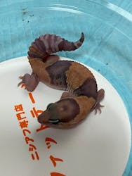 九州爬虫類フェス2025Autumnに投稿された画像(2025/11/1)