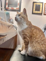 スペインタイル絵付け工房リベーラに投稿された画像(2025/11/3)