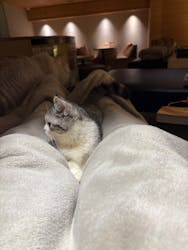 猫カフェモカ 新宿店に投稿された画像(2025/11/4)