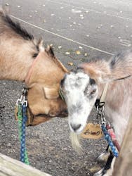 まかいの牧場に投稿された画像(2025/11/5)