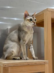 Cat Café MOFF イオンモール浜松志都呂店に投稿された画像(2025/11/7)