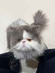 Cat Café MOFF イオンモール浜松志都呂店に投稿された画像(2025/11/7)