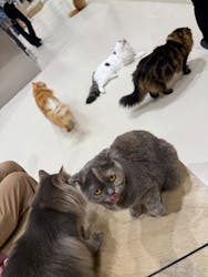 Cat Café MOFF イオンモール浜松志都呂店に投稿された画像(2025/11/7)