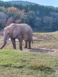 秋吉台自然動物公園 サファリランドに投稿された画像(2025/11/7)
