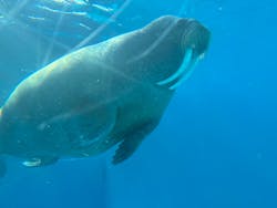 鴨川シーワールドに投稿された画像(2025/11/8)