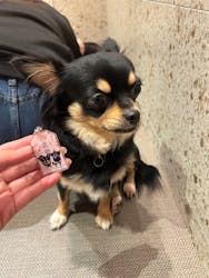 いぬカフェRio 京都店に投稿された画像(2025/11/10)