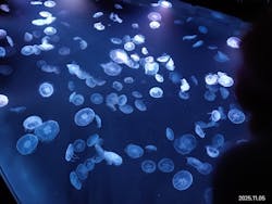 すみだ水族館に投稿された画像(2025/11/10)