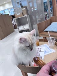 Cat Café MOFF イーアス沖縄豊崎店に投稿された画像(2025/11/11)