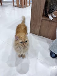 Cat Café MOFF イーアス沖縄豊崎店に投稿された画像(2025/11/11)