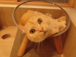 猫カフェモカ イオンモール幕張新都心店に投稿された画像(2025/11/12)