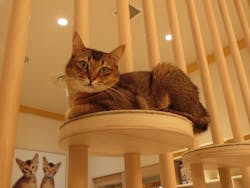 猫カフェモカ イオンモール幕張新都心店に投稿された画像(2025/11/12)