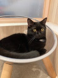 猫カフェモカ イオンモール幕張新都心店に投稿された画像(2025/11/12)