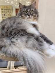 猫カフェモカ イオンモール幕張新都心店に投稿された画像(2025/11/12)