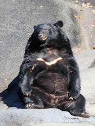 奥飛騨クマ牧場に投稿された画像(2025/11/18)