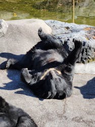 奥飛騨クマ牧場に投稿された画像(2025/11/18)