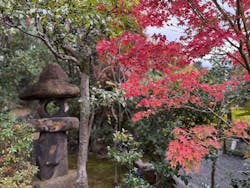 宗教法人退蔵院に投稿された画像(2025/11/19)