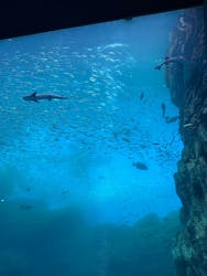 仙台うみの杜水族館に投稿された画像(2025/11/19)