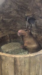 おさるランド&アニタウン 日光さる軍団劇場に投稿された画像(2025/11/22)