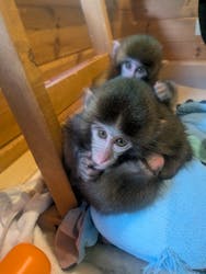 おさるランド&アニタウン 日光さる軍団劇場に投稿された画像(2025/11/22)