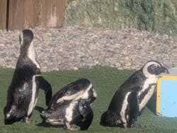 おさるランド&アニタウン 日光さる軍団劇場に投稿された画像(2025/11/22)