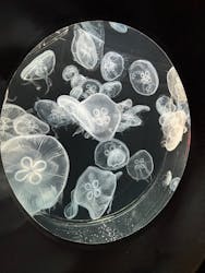 仙台うみの杜水族館に投稿された画像(2025/11/23)