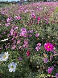 淡路ファームパーク イングランドの丘に投稿された画像(2025/11/24)