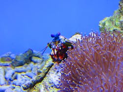 幼魚水族館に投稿された画像(2025/11/24)