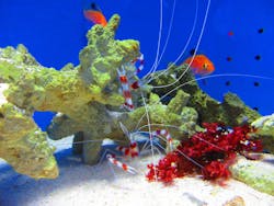 幼魚水族館に投稿された画像(2025/11/24)