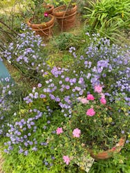 ACAO FORESTに投稿された画像(2025/11/25)