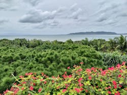 石垣やいま村に投稿された画像(2025/11/27)