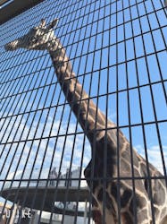 霞ケ浦 どうぶつとみんなのいえに投稿された画像(2025/11/29)