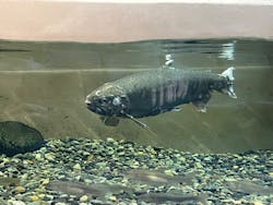 滋賀県立琵琶湖博物館に投稿された画像(2025/11/29)