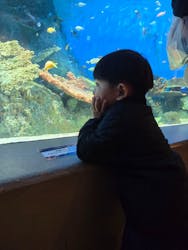 しながわ水族館に投稿された画像(2025/11/29)