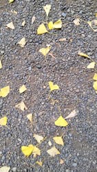 新宿御苑に投稿された画像(2025/11/29)