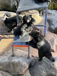 奥飛騨クマ牧場に投稿された画像(2025/11/29)