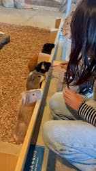 霞ケ浦 どうぶつとみんなのいえに投稿された画像(2025/11/30)