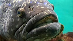 串本海中公園水族館に投稿された画像(2025/11/30)