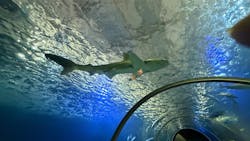 串本海中公園水族館に投稿された画像(2025/11/30)