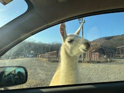 東北サファリパークに投稿された画像(2025/11/30)