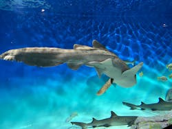 アクアワールド茨城県大洗水族館に投稿された画像(2025/11/30)