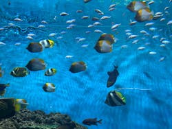 アクアワールド茨城県大洗水族館に投稿された画像(2025/11/30)