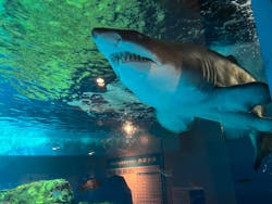 しながわ水族館に投稿された画像(2025/11/30)