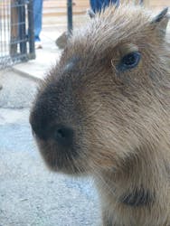 那須どうぶつ王国に投稿された画像(2025/12/1)