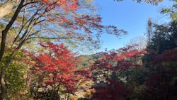 三溪園に投稿された画像(2025/12/2)